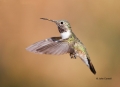 Broad-tailed-Hummingbird;Hummingbird;Selasphorus-platycercusi;Flying-bird;action